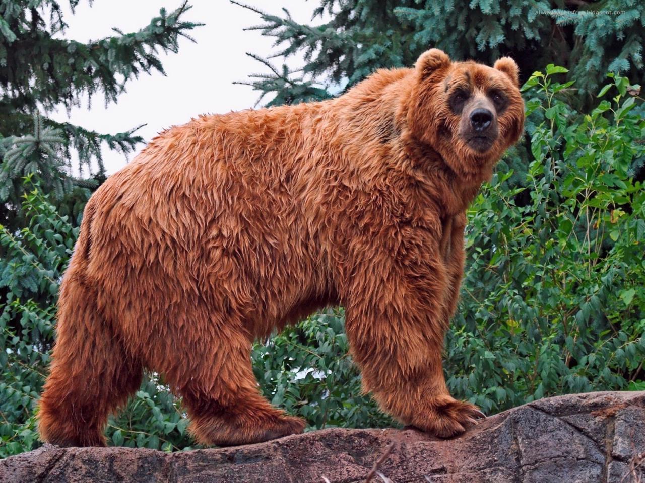 обои Бурый огромный медведь фото