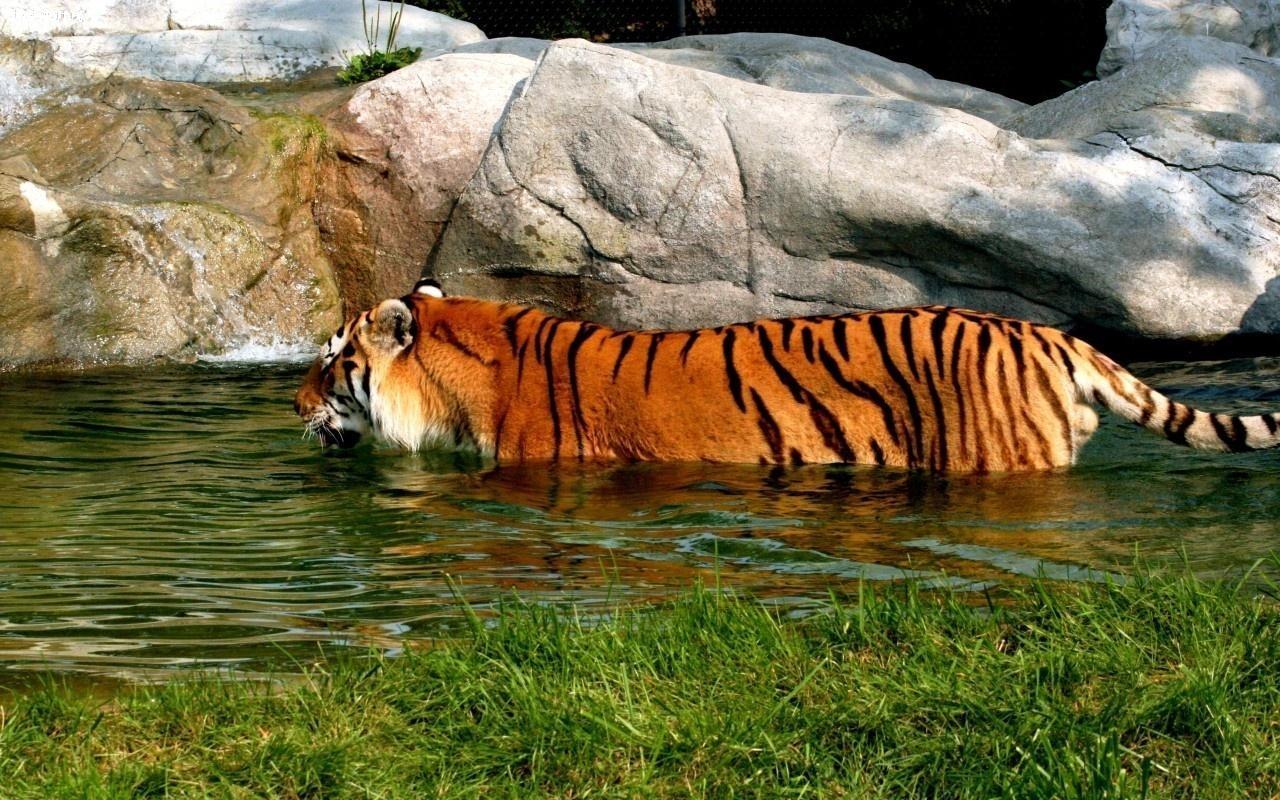 обои Тигр в воде фото