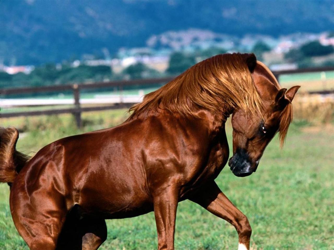 обои Шоколадная лошадь фото