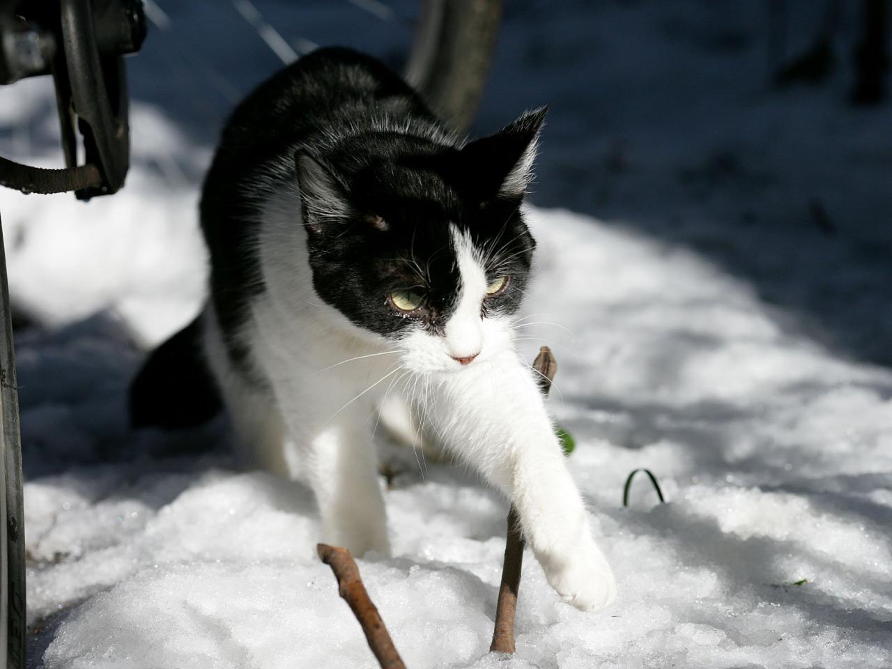 обои Кот гуляет по снегу фото
