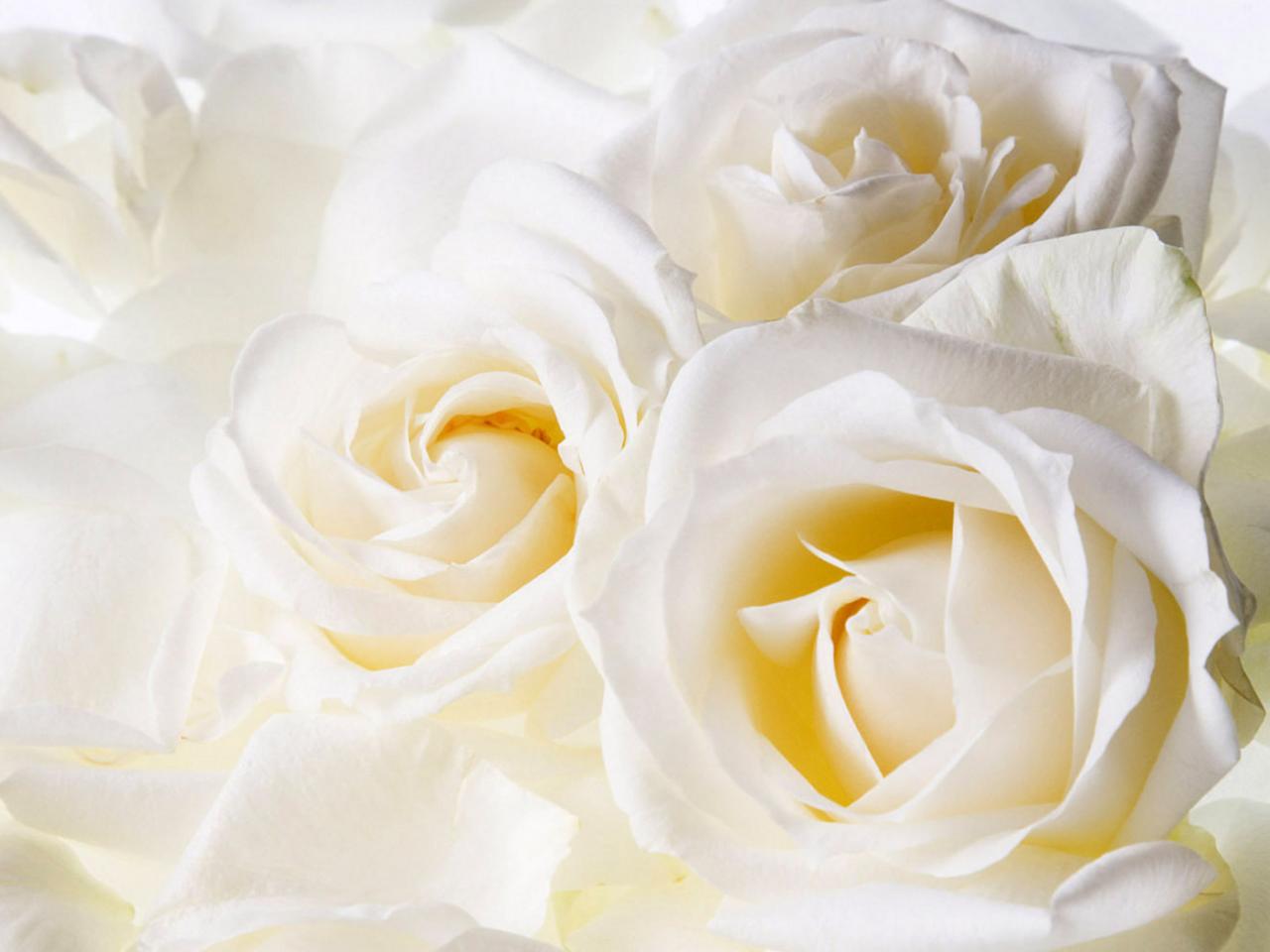 обои Красивые белые розы фото