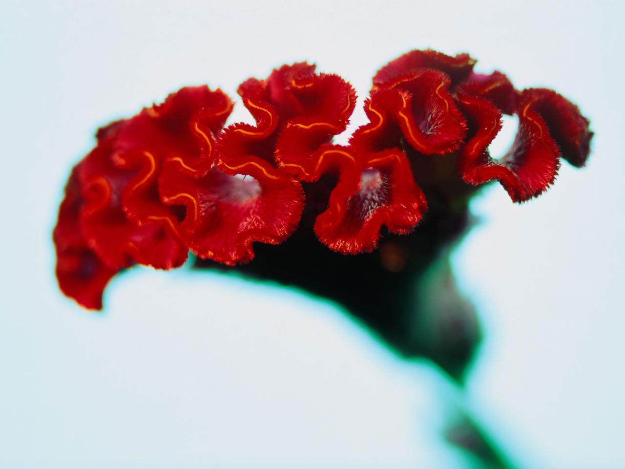 обои Красный цветок на белом фоне фото