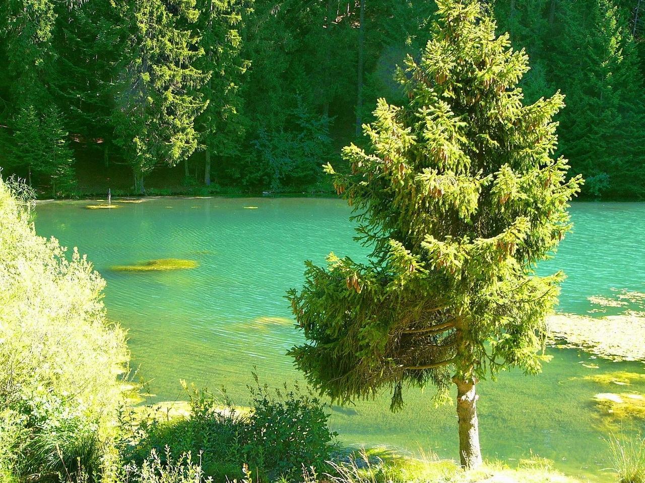 обои Заболоченное озеро в лесу фото