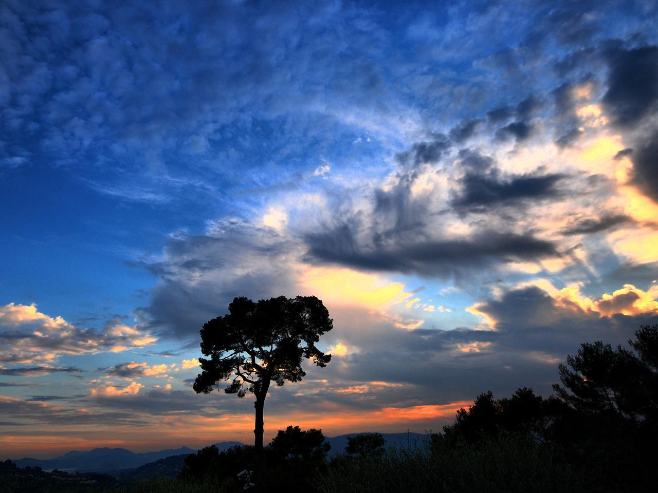 обои Одинокое дерево и красивое небо фото