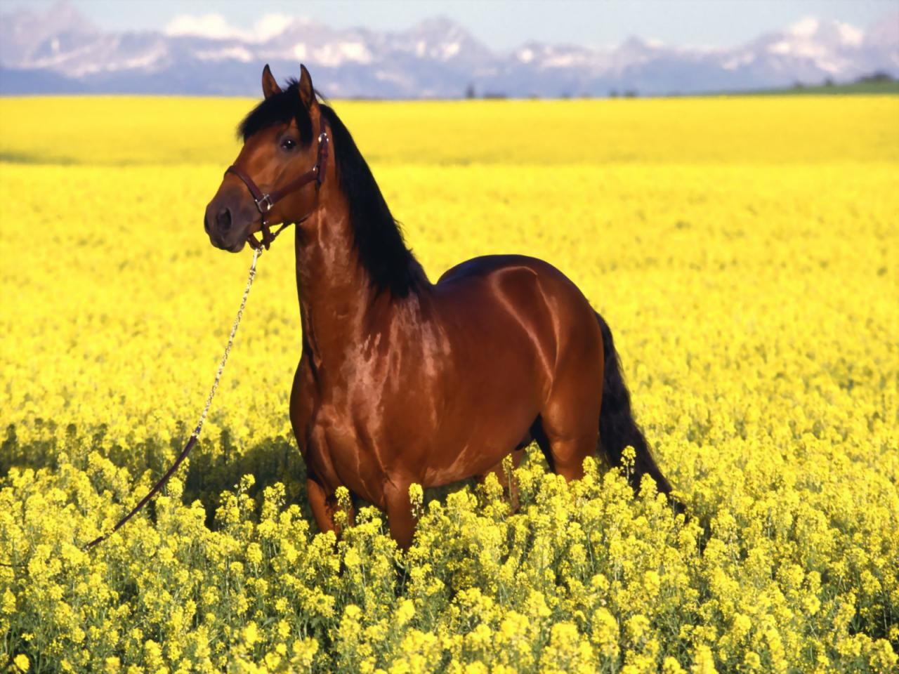 обои Конь в желтом поле фото