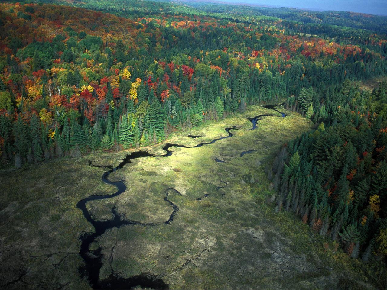 обои Осенний лес сверху фото