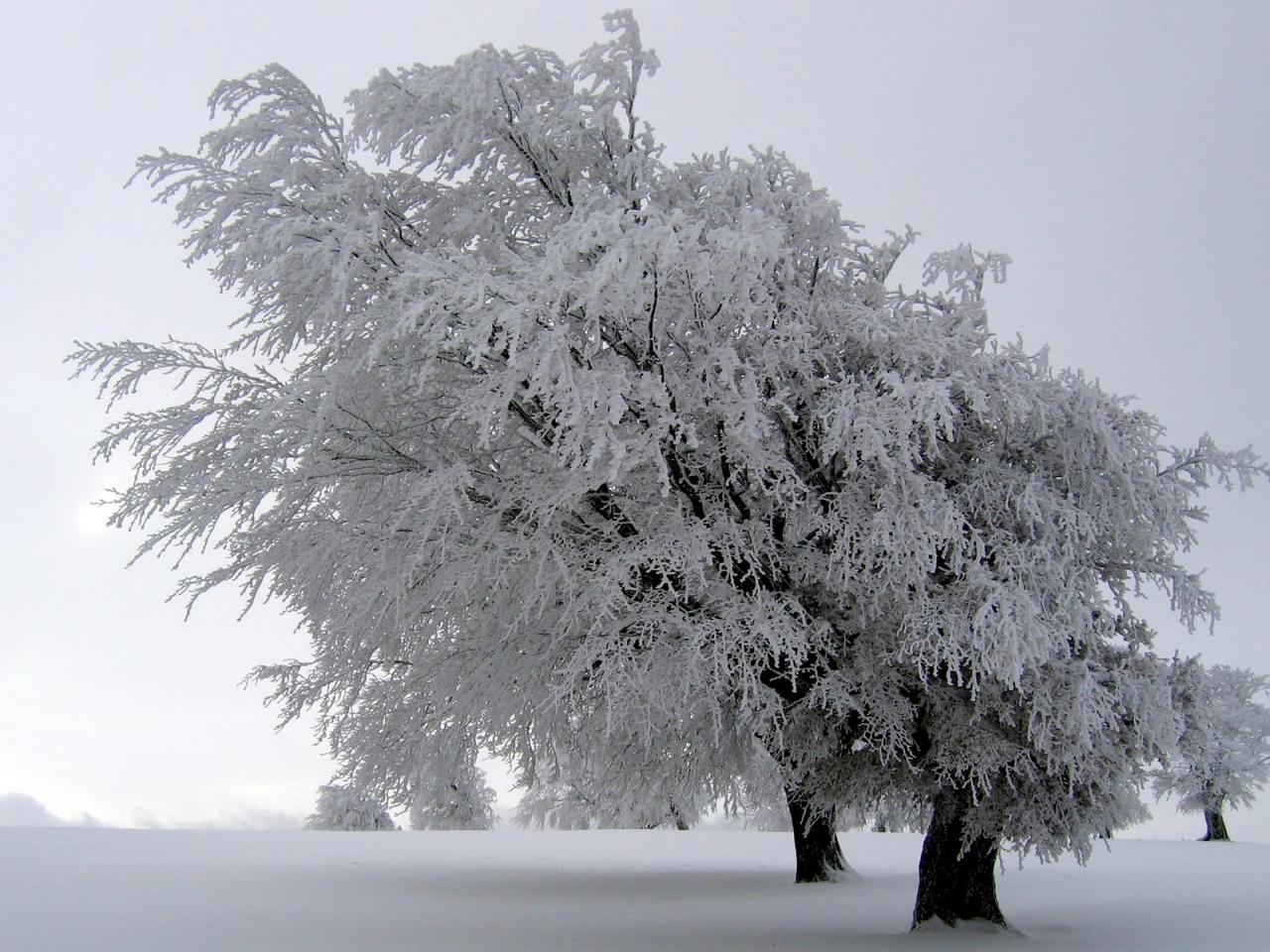 обои Зимние деревья в поле фото