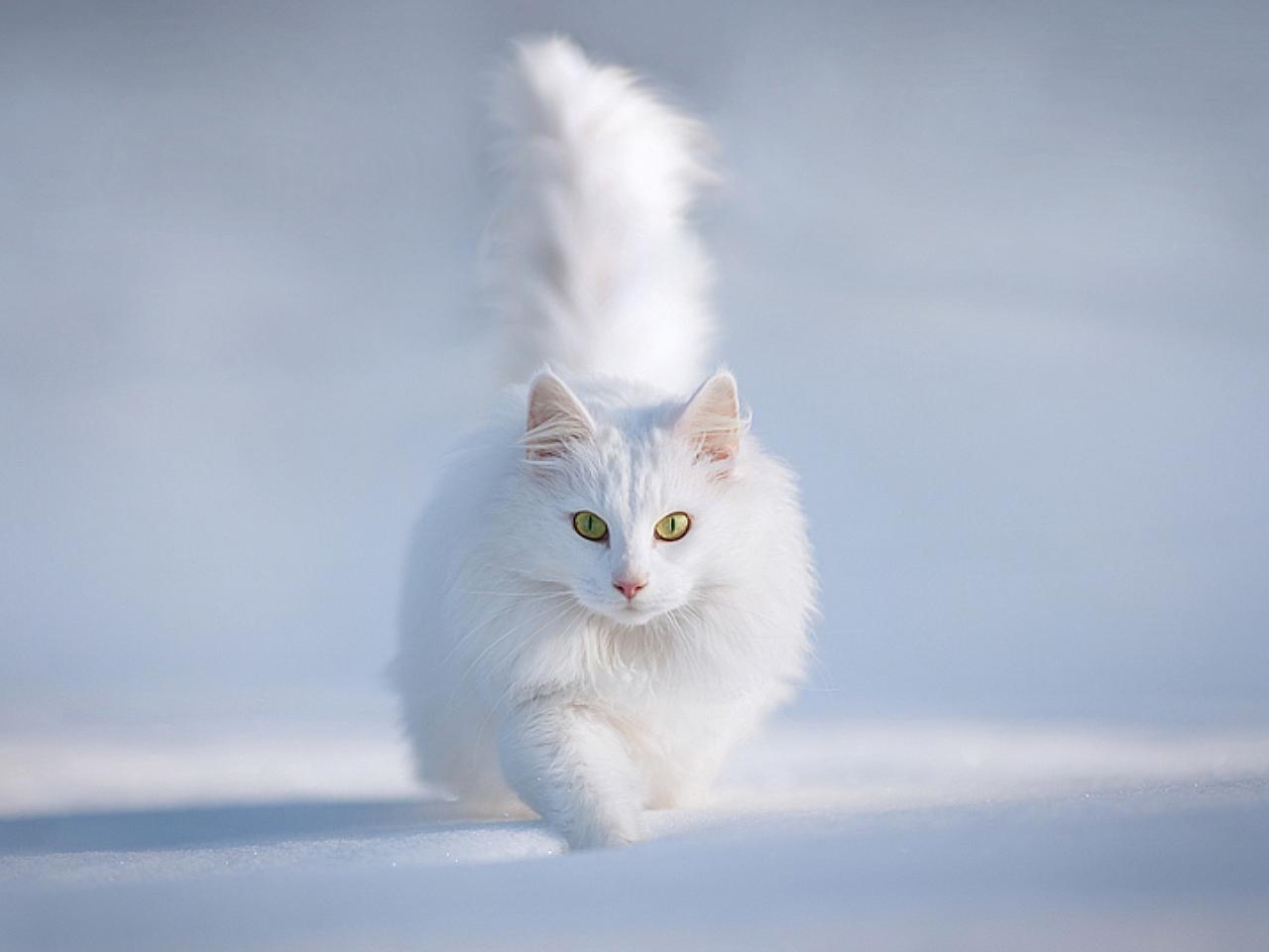 обои Белоснежный кот на снегу фото