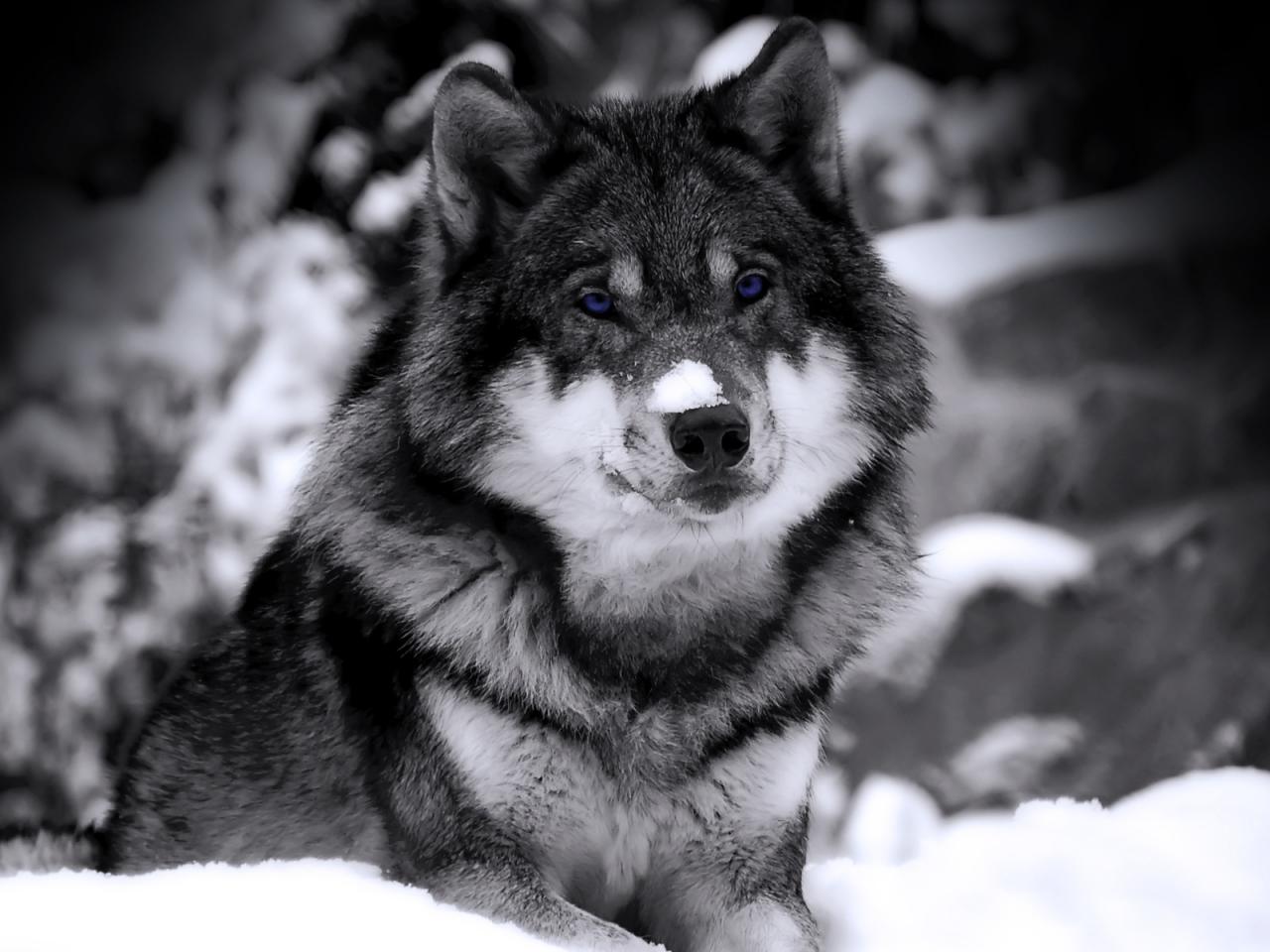 обои Черно - белый портрет волка фото