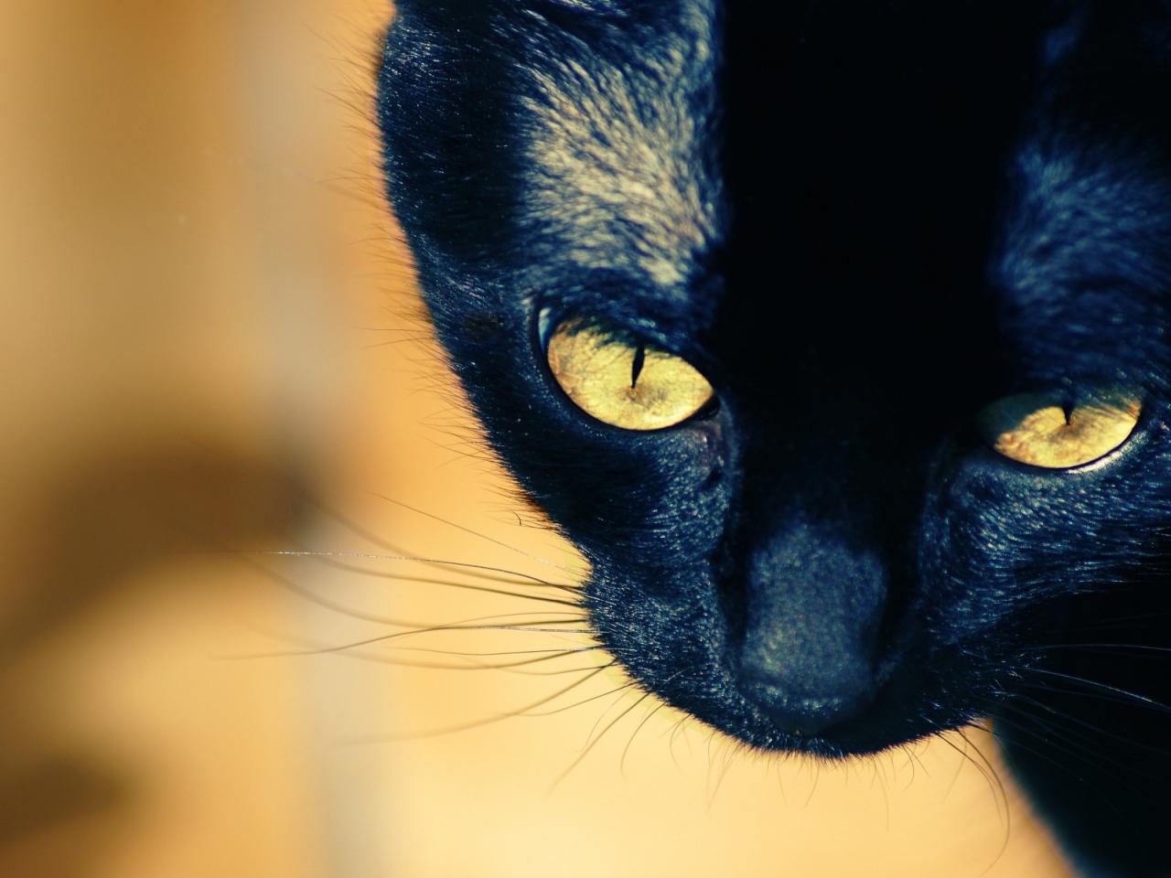 обои Черная кошка смотрит в сторону фото