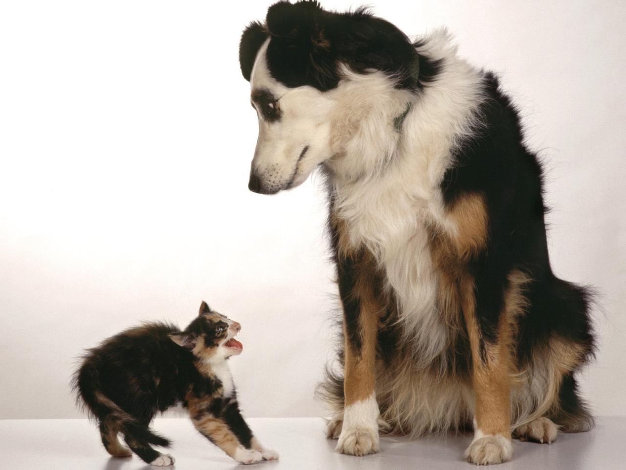 обои Собака и котенок фото