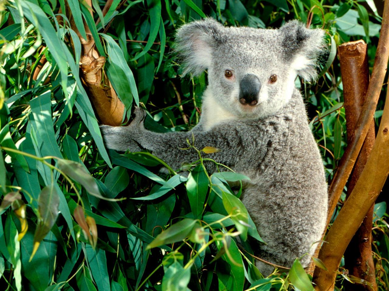 обои Hanging Out, Koala очень красиво фото