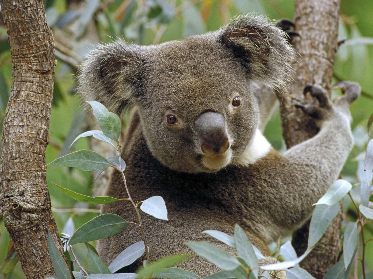 обои Koala in Eucalyptus Tree, Australia красиво фото