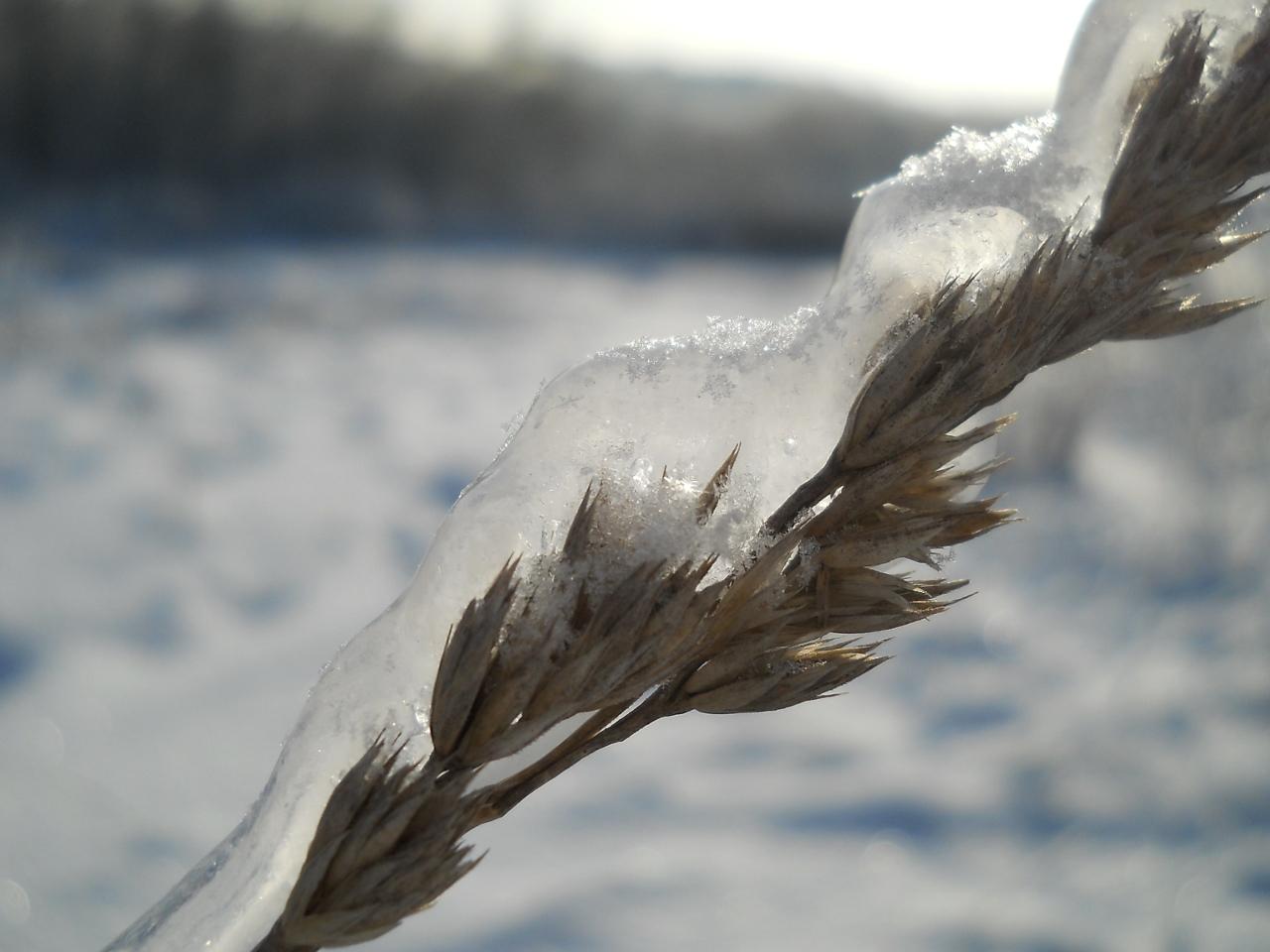 обои Колосок сухой травы во льду фото