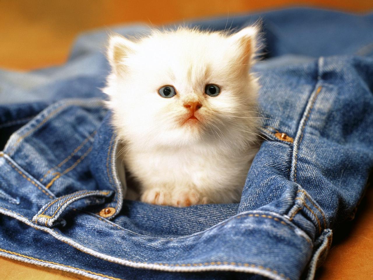 обои Белый котенок в джинсах фото