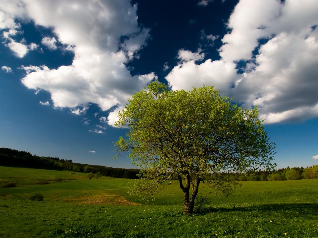 обои Дерево на зеленой лужайке фото