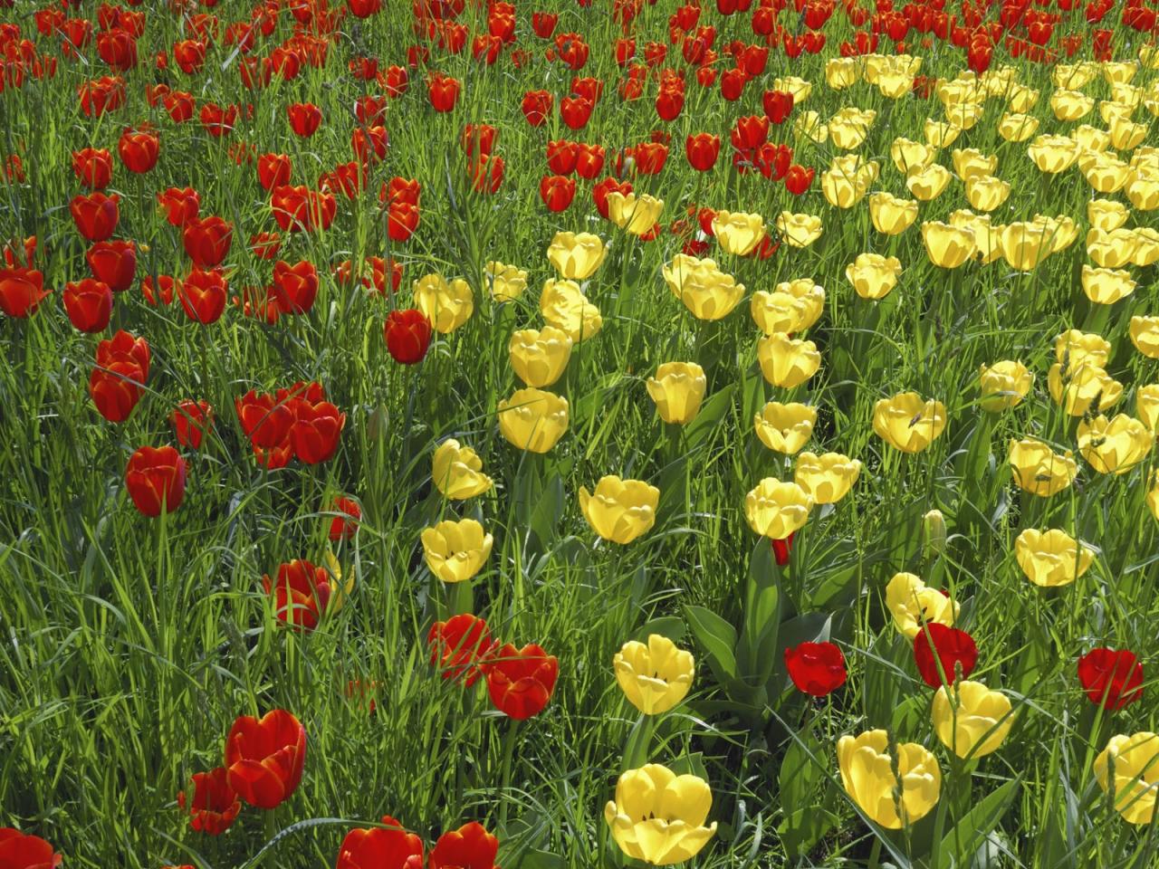 обои Поляна из красных и желтых тюльпанов фото