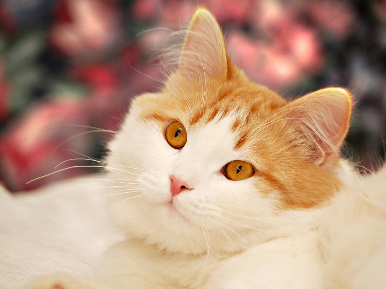 обои Бело-рыжий кот фото