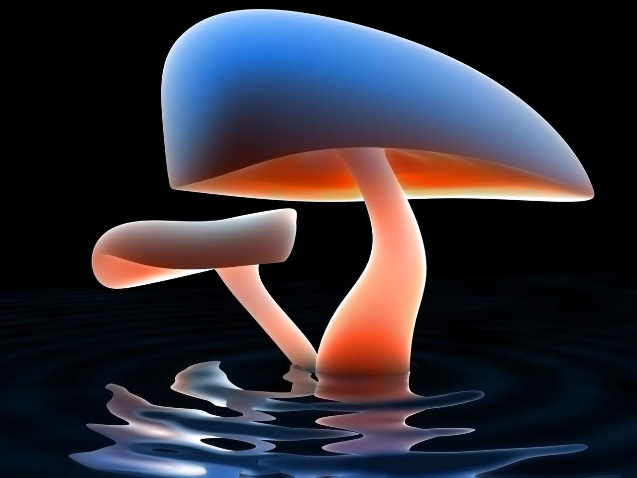 обои Сказочные грибы фото