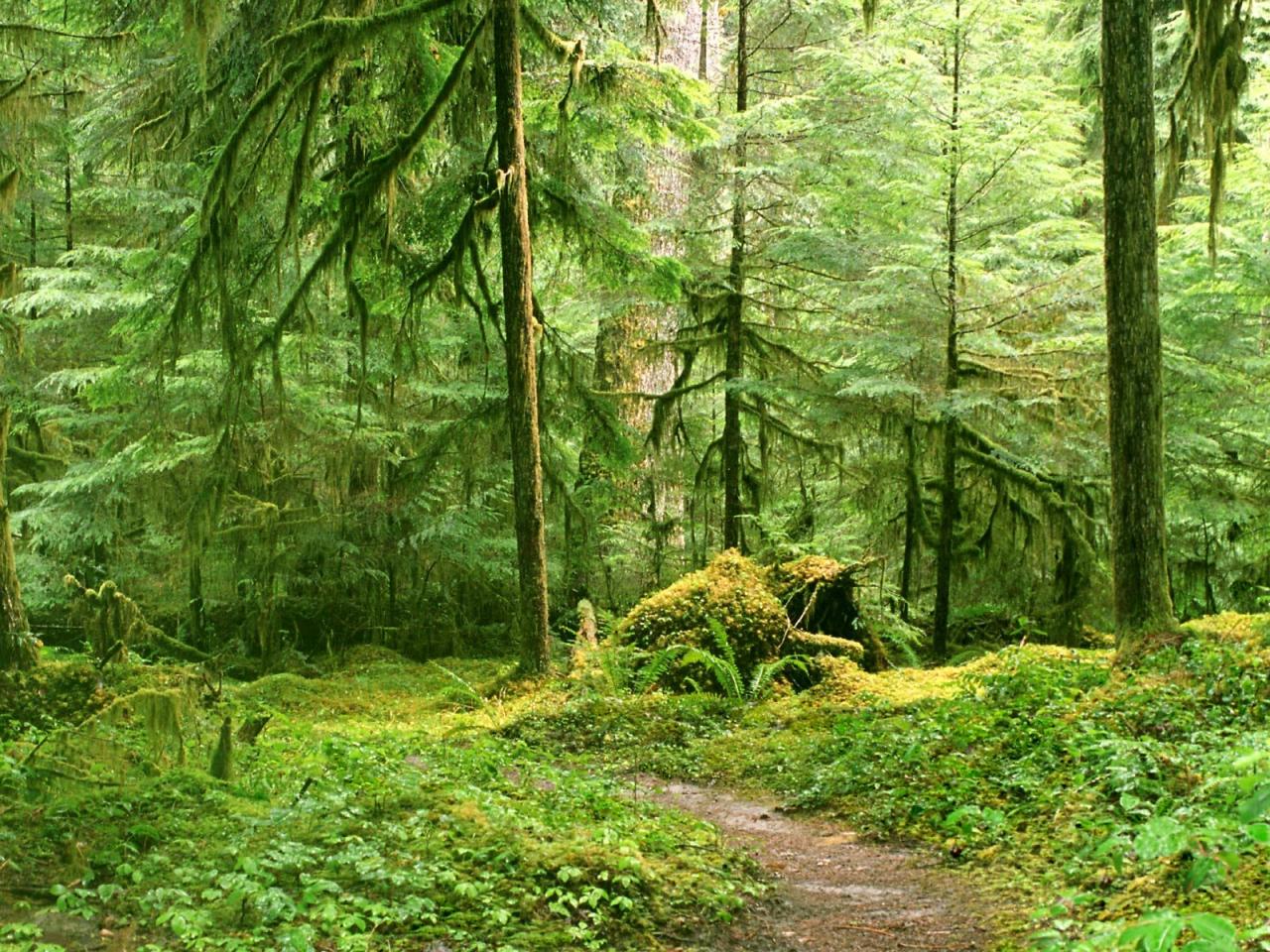 обои Зеленорастущий лес фото
