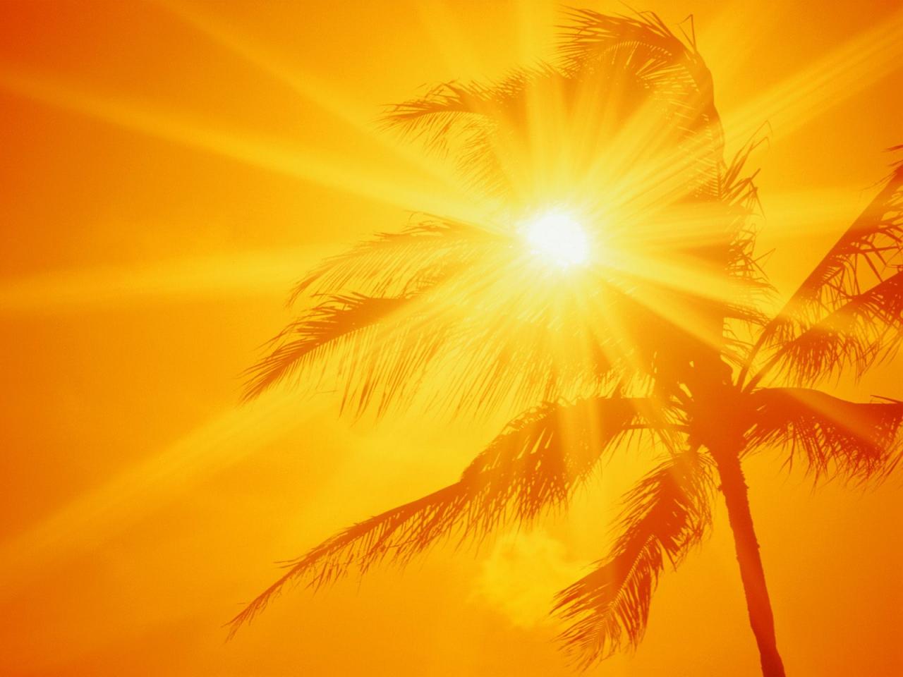 обои Пальма на фоне солнца фото