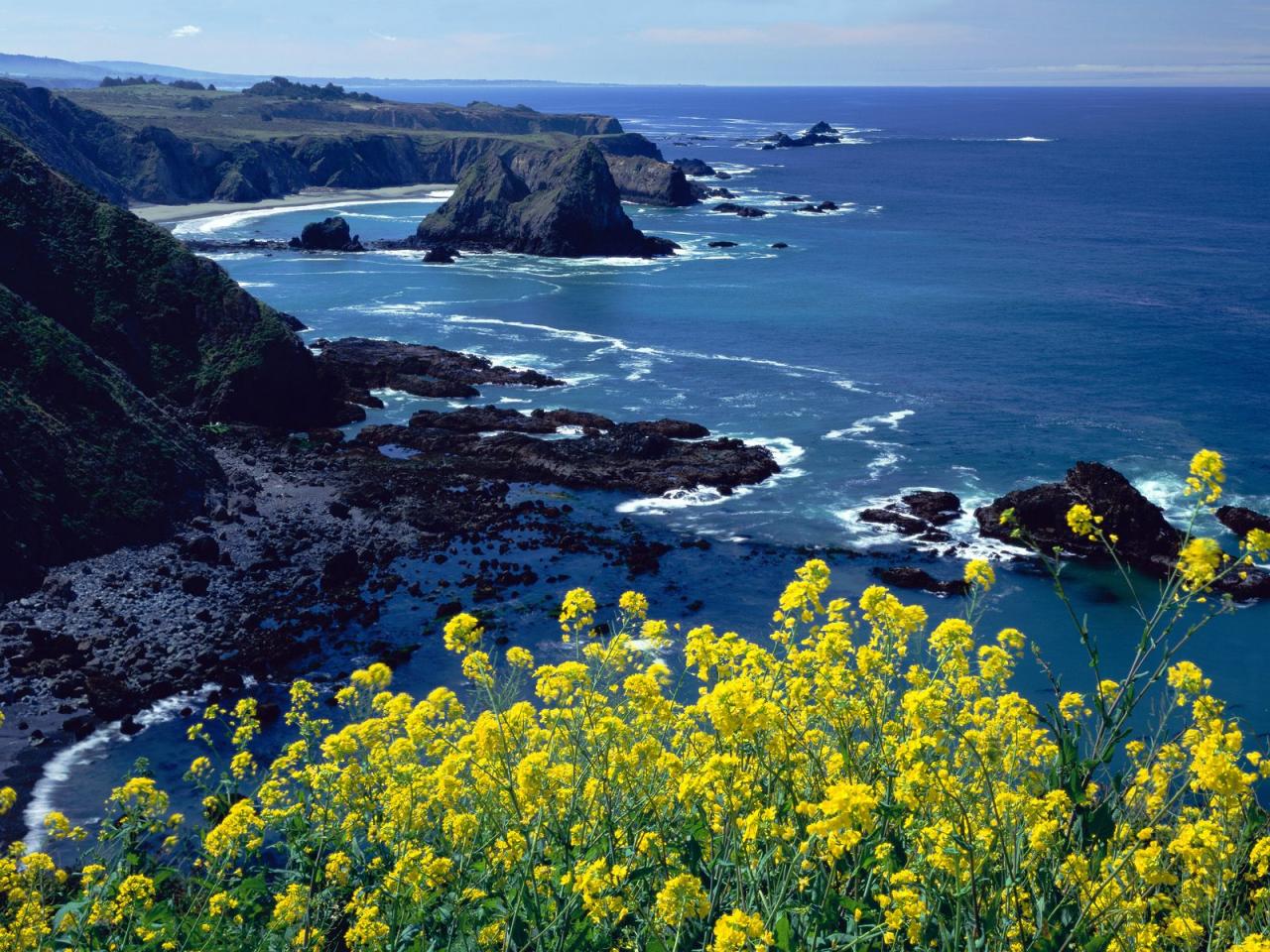обои Желтые цветы на фоне моря фото