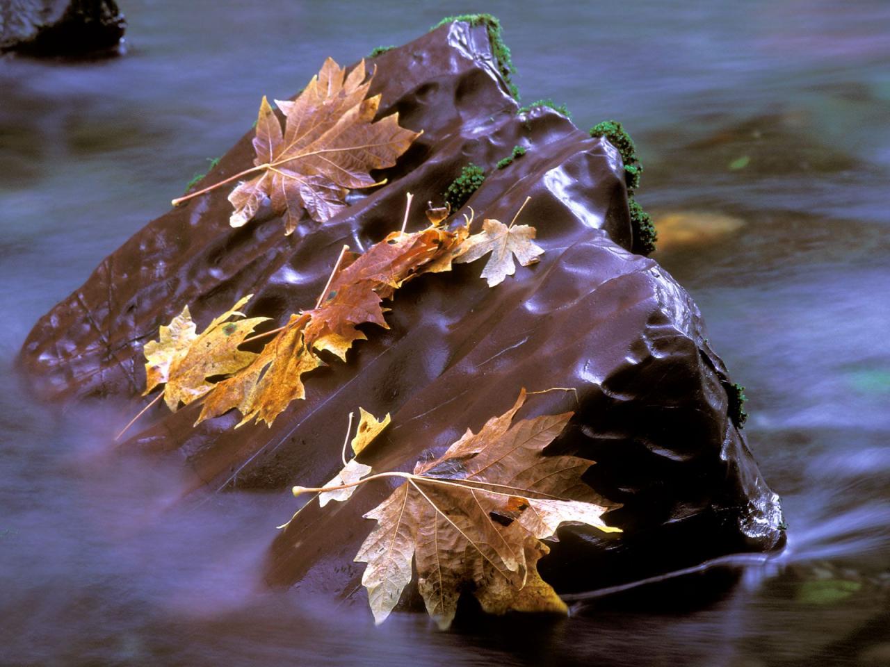 обои Камень в листьях в воде фото