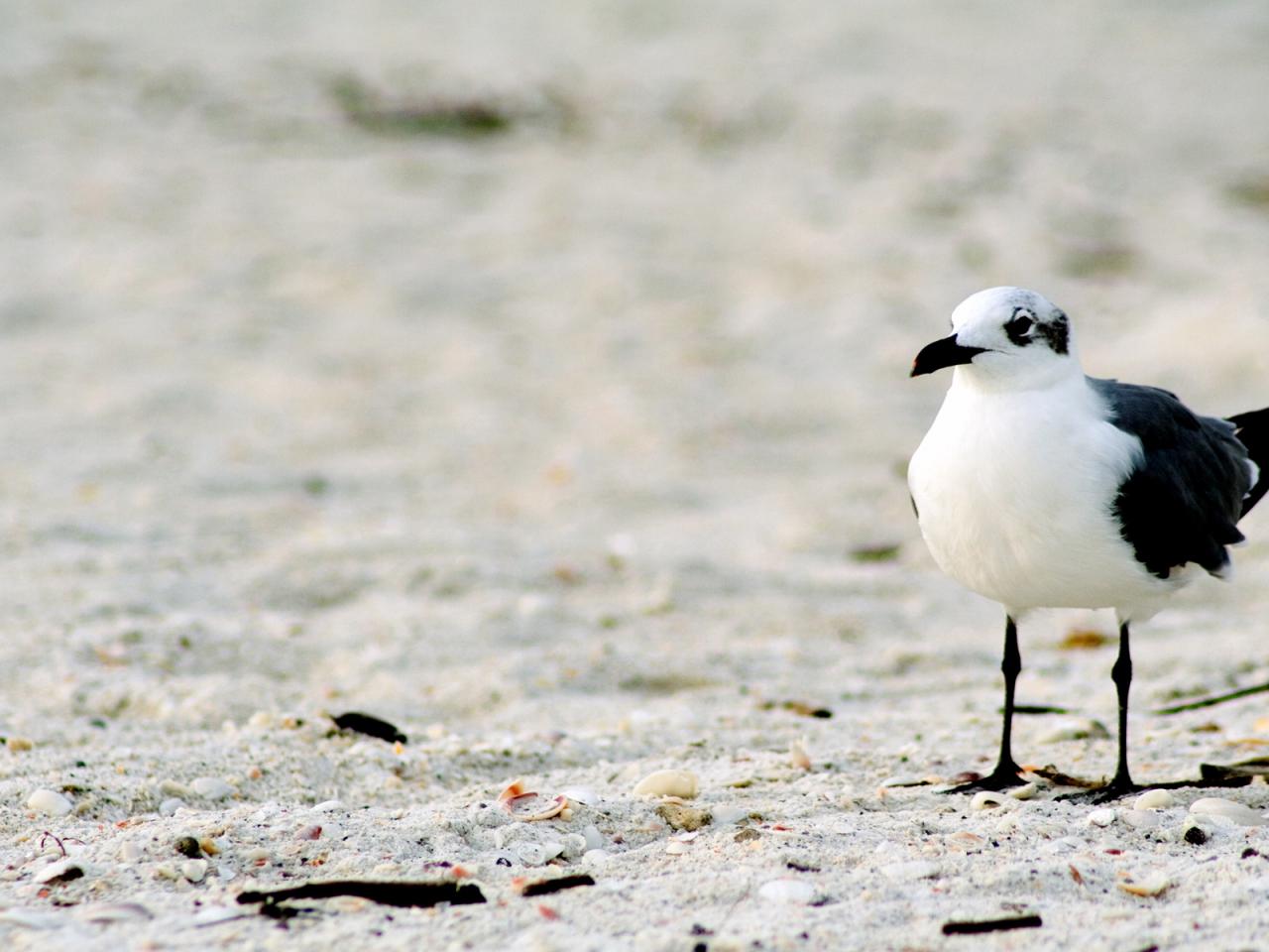 обои Одинокая чайка на песке фото
