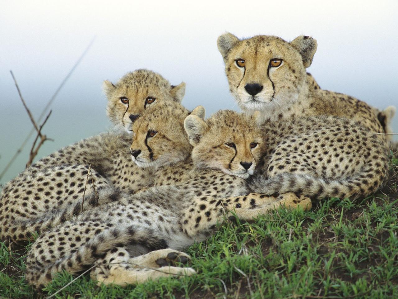 обои Семейство леопардов фото
