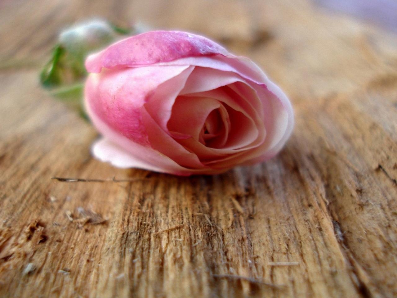 обои Розовая роза на доске фото