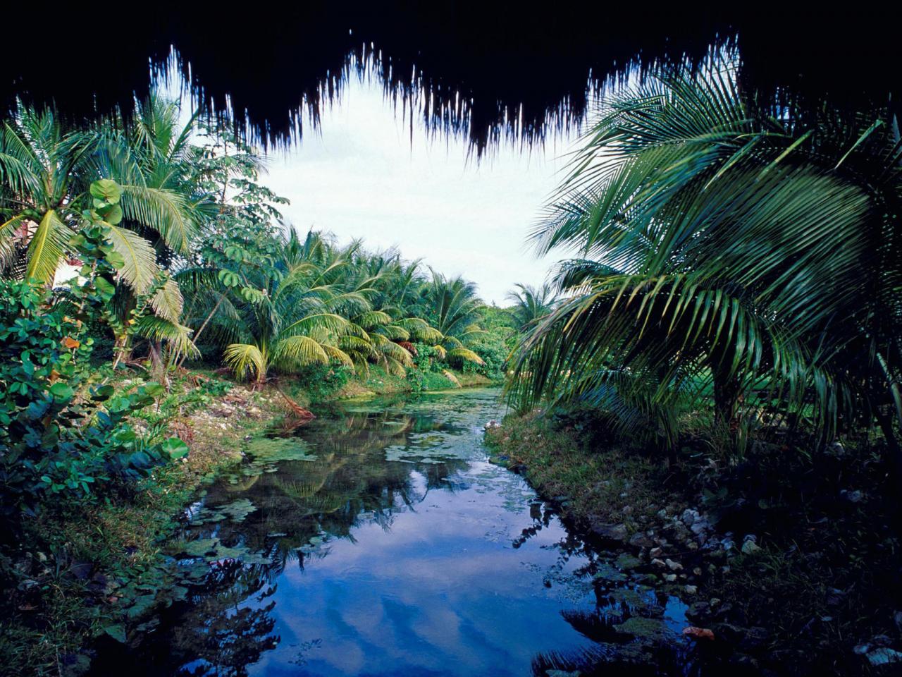 обои Тропический ручей фото