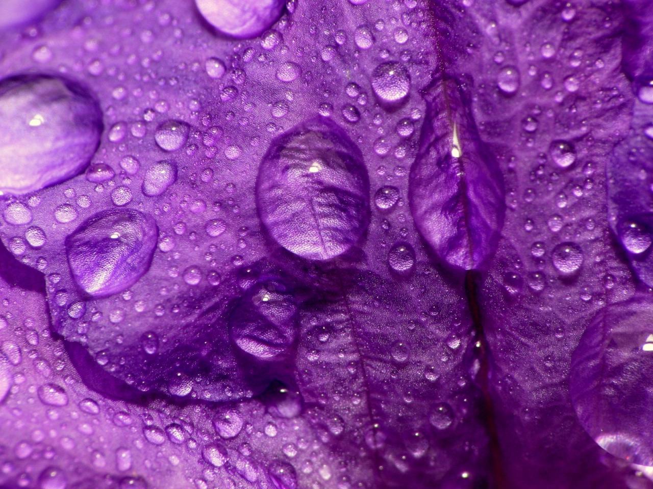 обои Фиолетовые капли воды фото