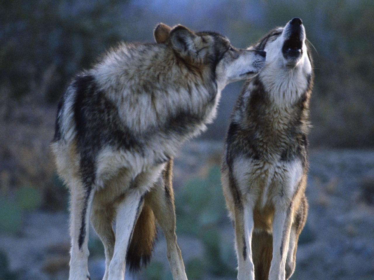обои Волки в ночи фото