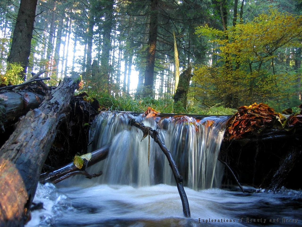 обои Маленький водопад в лесу фото