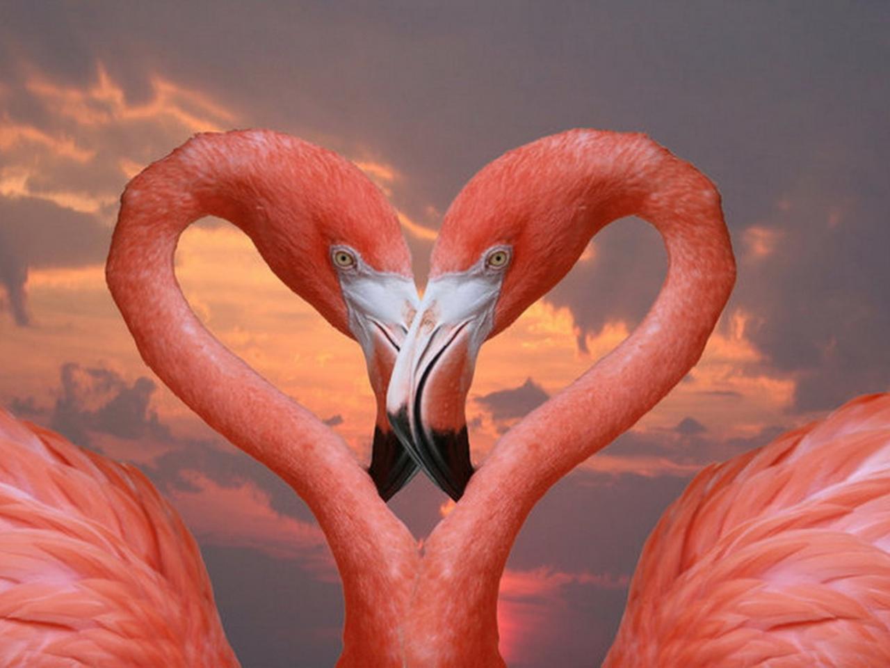обои Сердце фламинго фото