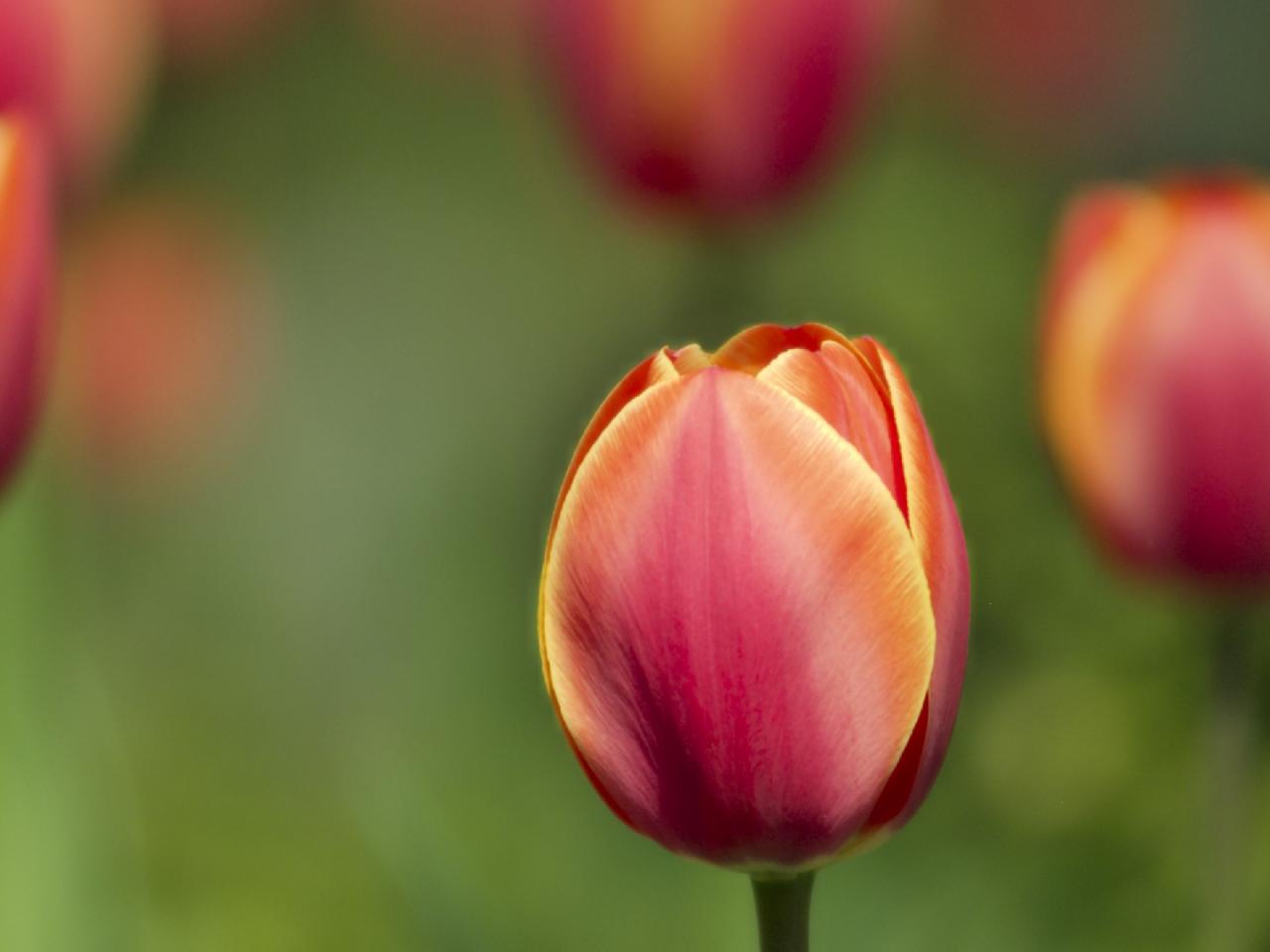 обои Закрытые красные тюльпаны фото