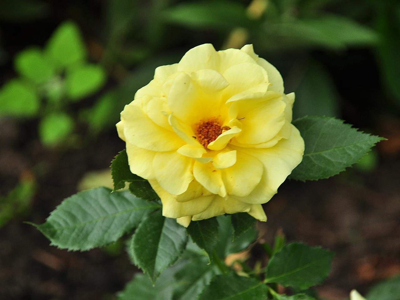 обои Пышная желтая роза фото