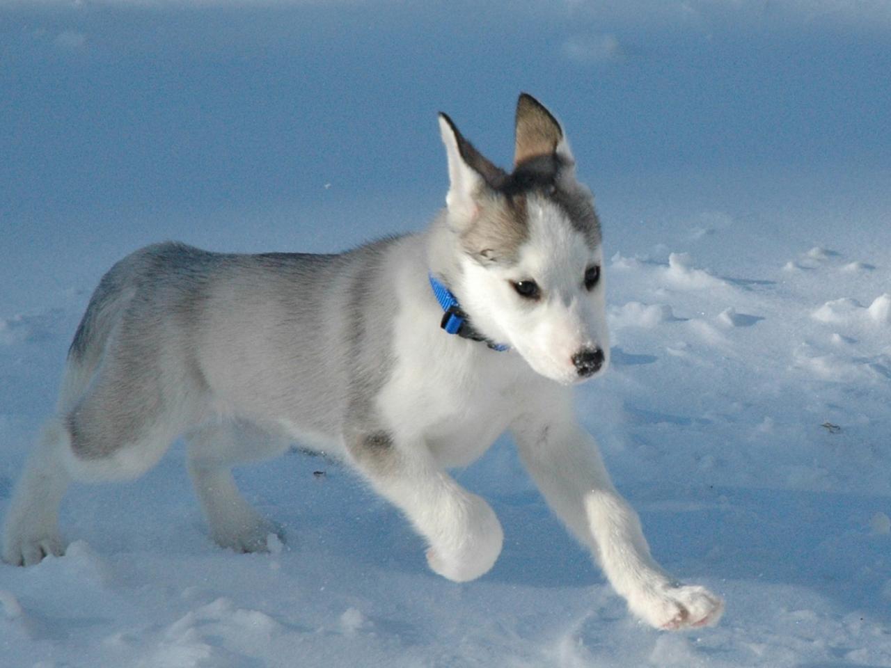 обои Dogs husky  щенок на снегу фото