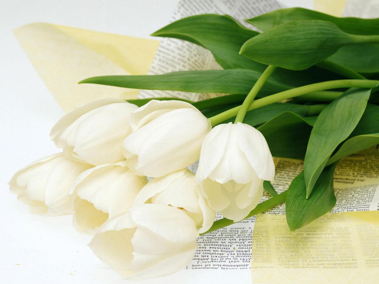 обои Букет белых тюльпанов фото