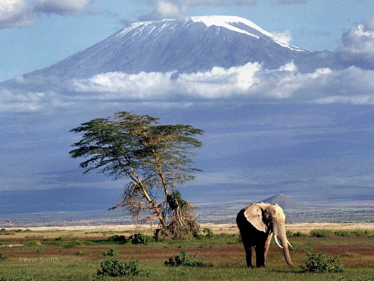 обои Фрика Килиманджаро фото