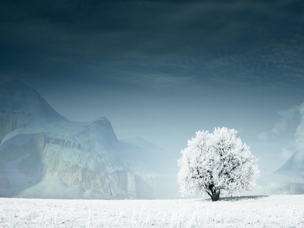 обои Дерево в снегу фото