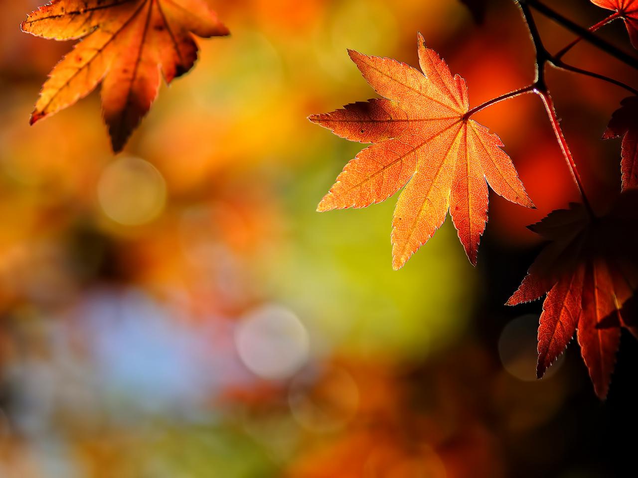 обои Листья клена. Осень фото