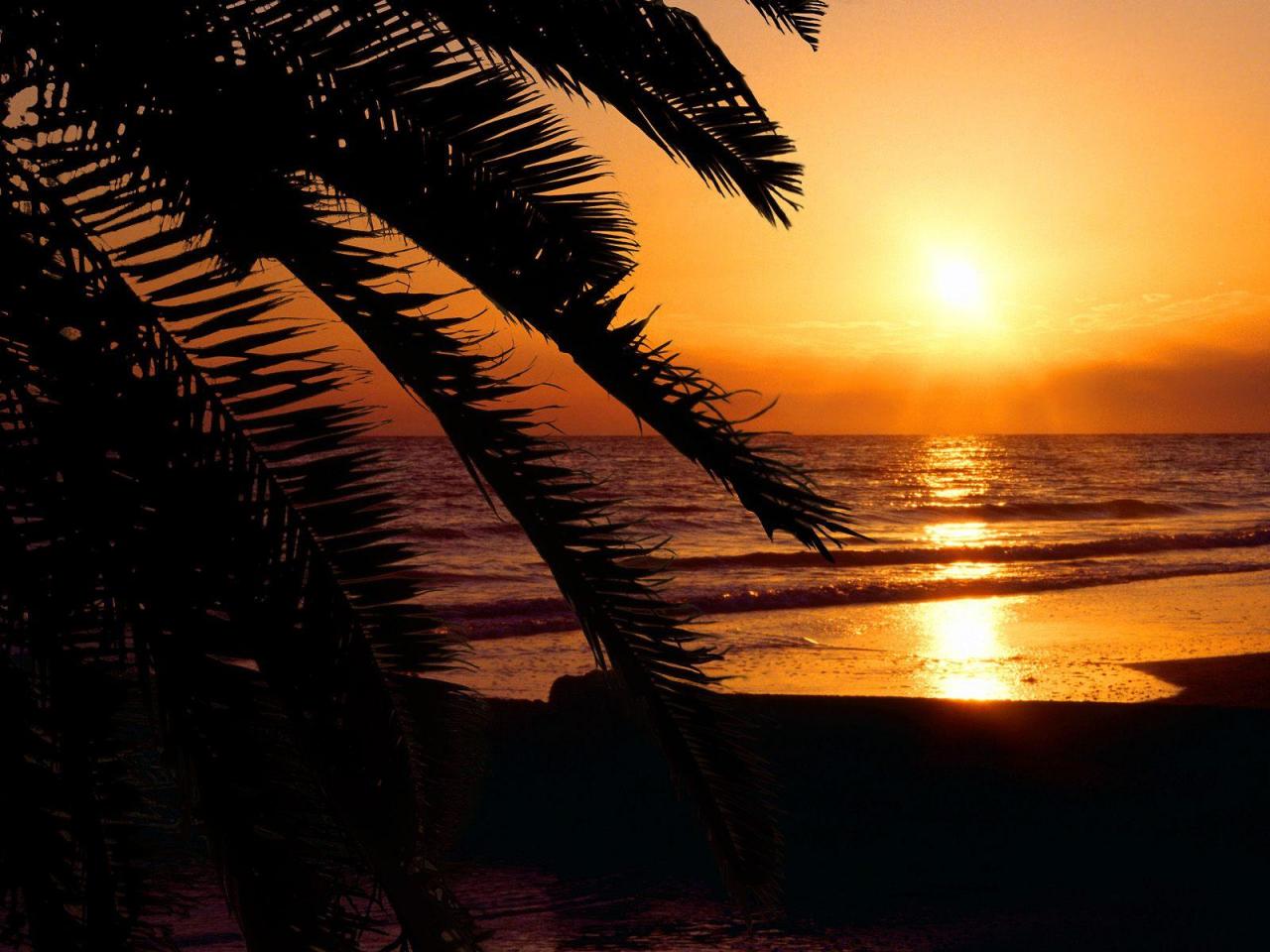 обои Закат на море на фоне пальмы фото