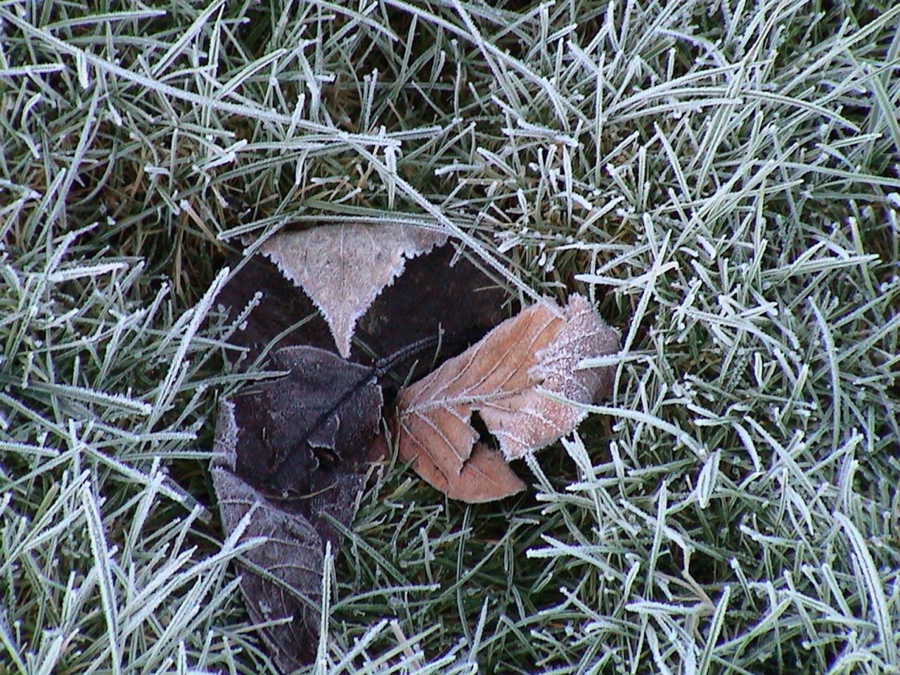обои Замерзшая трава морозным утром фото