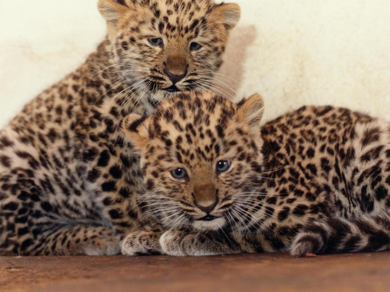 обои Два братика леопарда фото