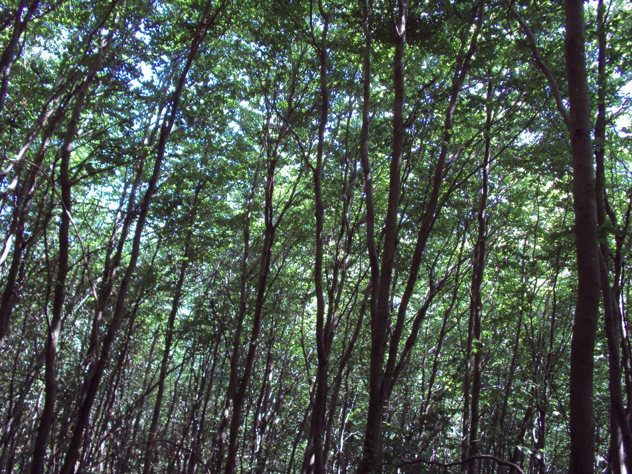 обои Тонкие деревья в лесу фото