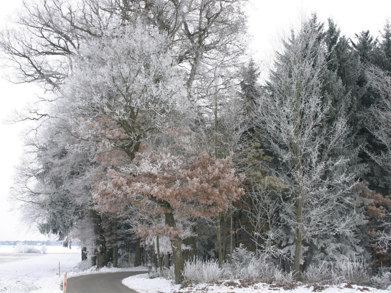 обои Деревья в снегу по осени фото