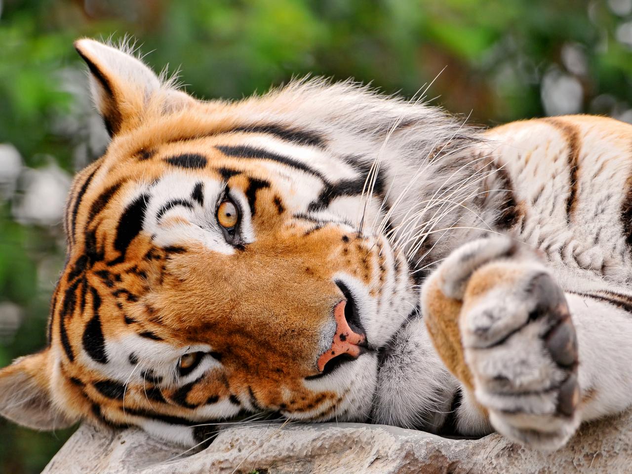 обои Полусонный тигр фото