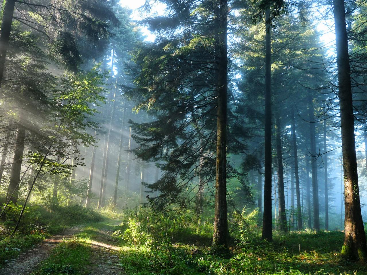 обои Прекрасный лес фото