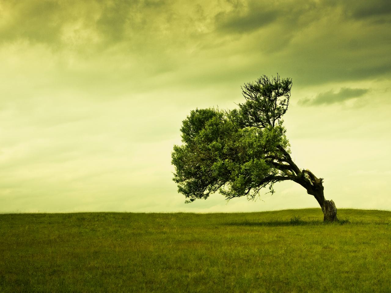 обои Одинокое дерево в поле фото